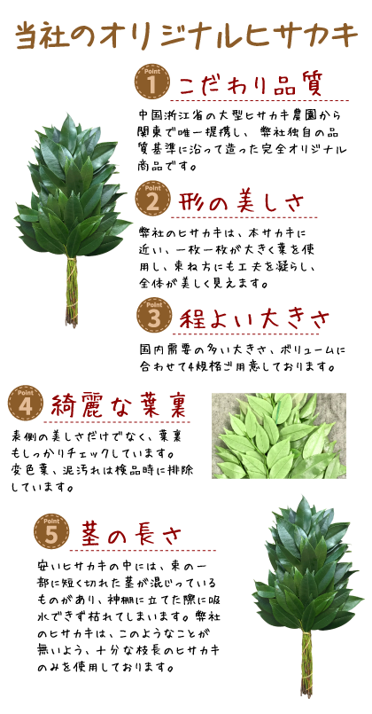 当社のオリジナルヒサカキ　エーアイ・スタジオ